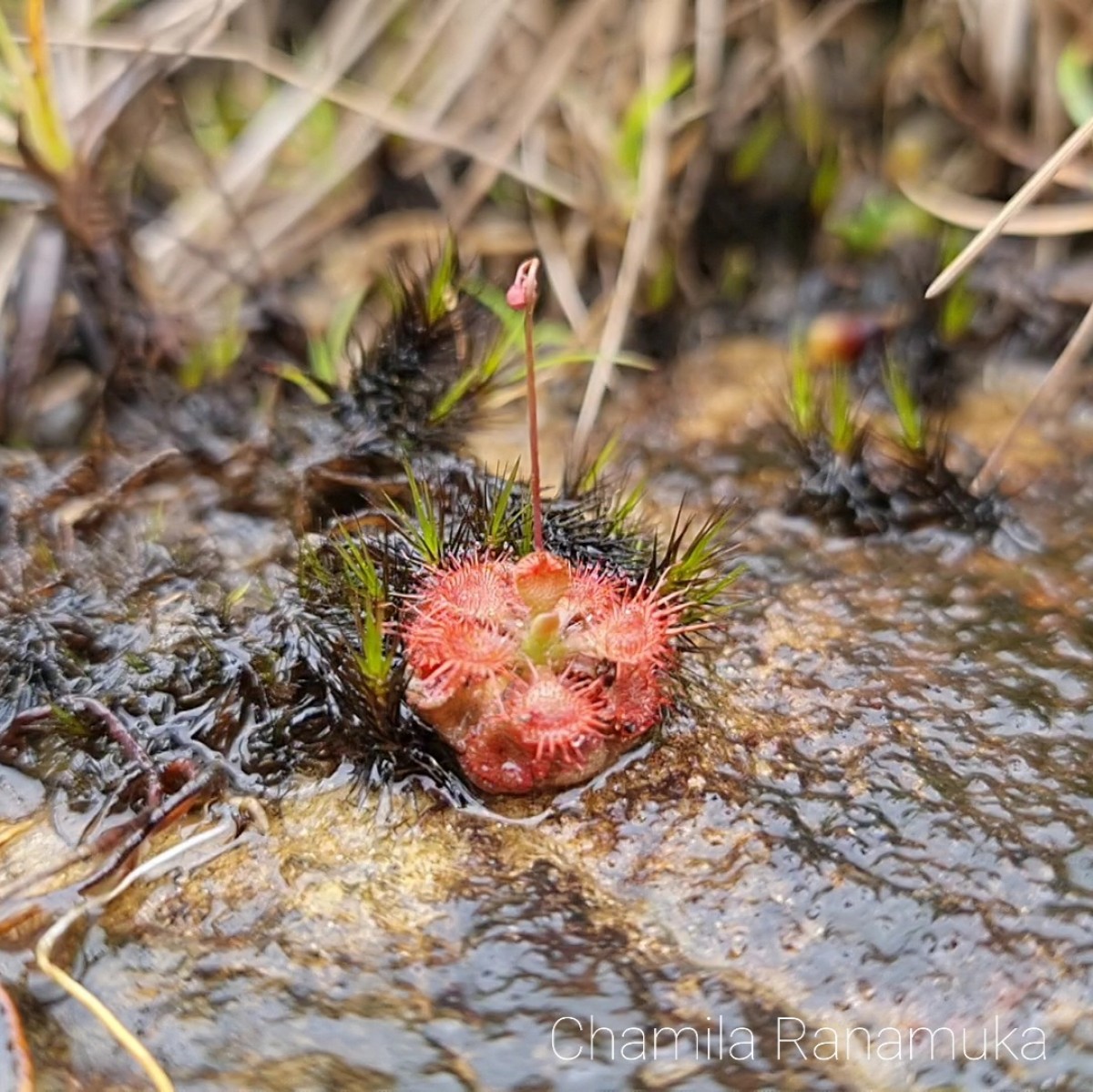Drosera burmanni Vahl